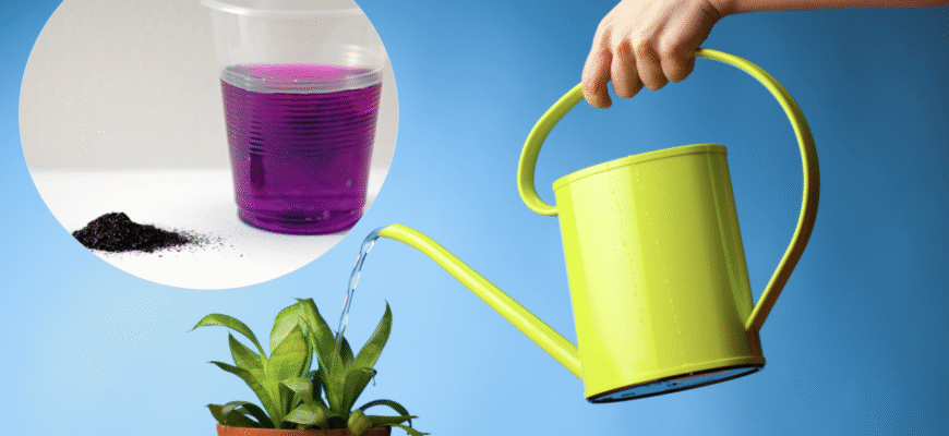 Ефективне використання марганцівки для догляду за квітами: поради та методи