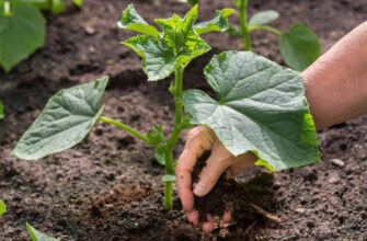Сходження насіння огірків у відкритому ґрунті: терміни та поради