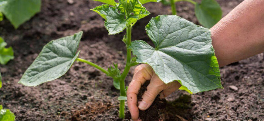 Сходження насіння огірків у відкритому ґрунті: терміни та поради