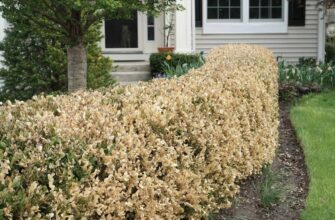 Догляд за самшитом навесні: поради та рекомендації для садівників