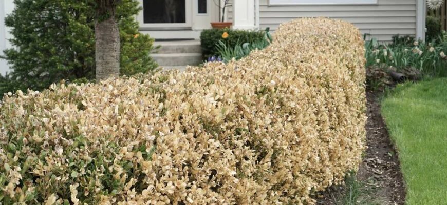 Догляд за самшитом навесні: поради та рекомендації для садівників