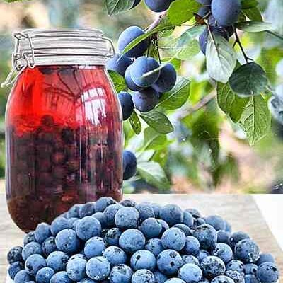 Чи можна їсти терен: користь, безпека та обмеження споживання