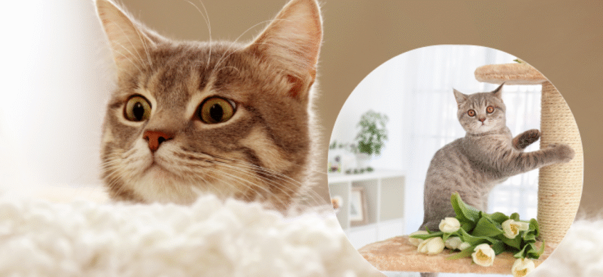 Що найбільше полюбляють усі кішки: основні уподобання ваших улюбленців