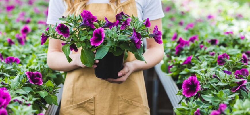 Коли висаджувати петунію, щоб вона розквітла на початку травня?