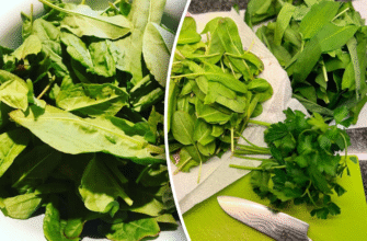 Як сушити щавель на зиму: поради та методи для збереження свіжості