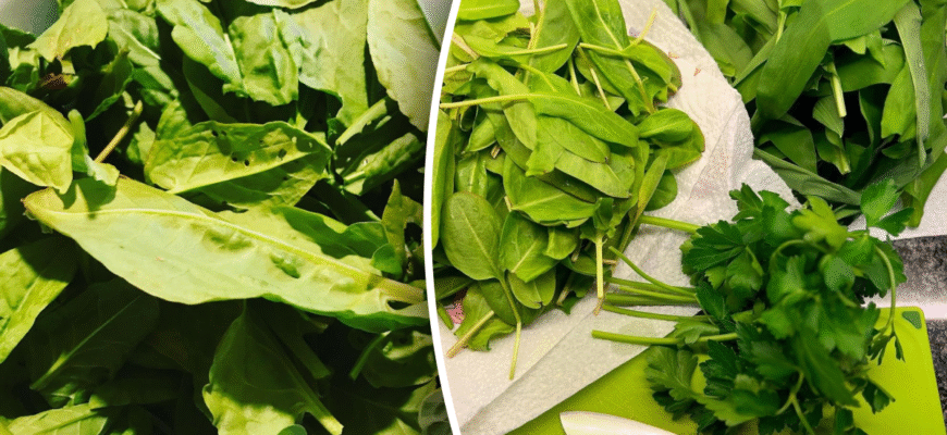 Як сушити щавель на зиму: поради та методи для збереження свіжості