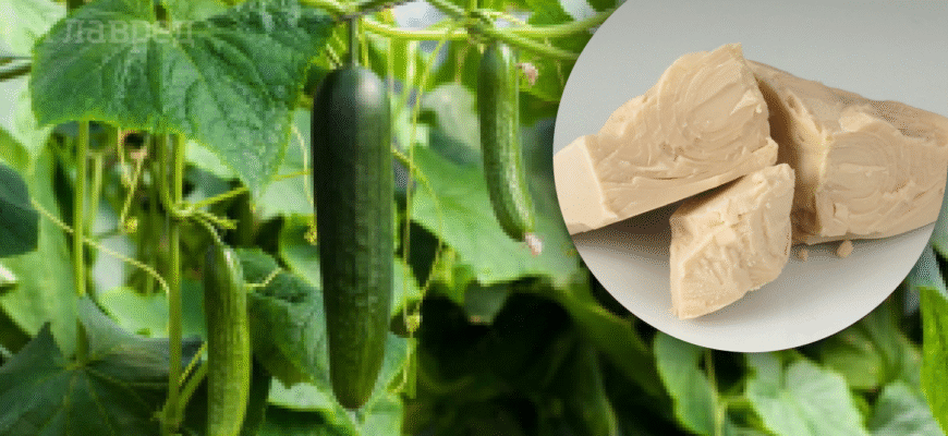 Чим поливати огірки для швидкого зростання та розвитку плодів