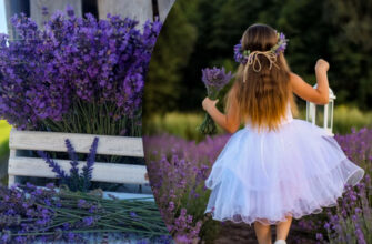 Оптимальні місця для тримання лаванди: поради для збереження свіжості