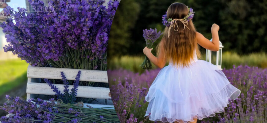 Оптимальні місця для тримання лаванди: поради для збереження свіжості