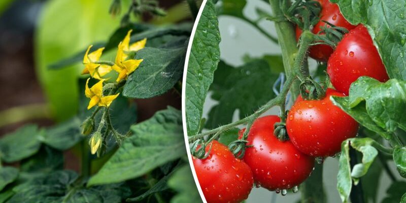 Способи підживлення помідорів у червні: покроковий гайд для садівників