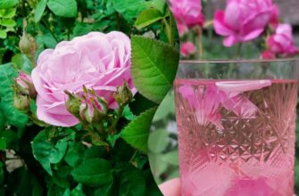 Які сорти трояндових пелюсток підходять для заварювання чаю