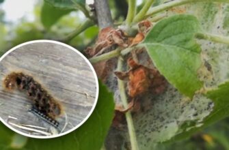 Ефективні методи знищення гусениць: покрокове керівництво