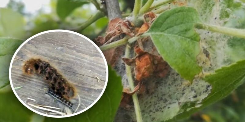 Ефективні методи знищення гусениць: покрокове керівництво