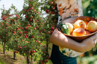 Чи дійсно слід поливати плодові дерева у вересні: думка експертів