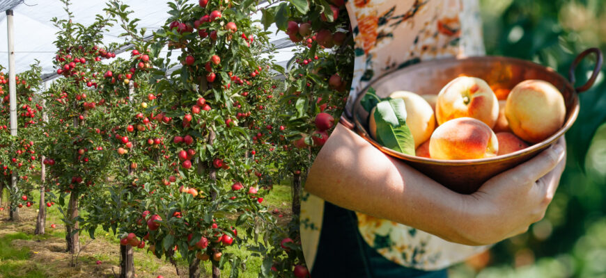 Чи дійсно слід поливати плодові дерева у вересні: думка експертів