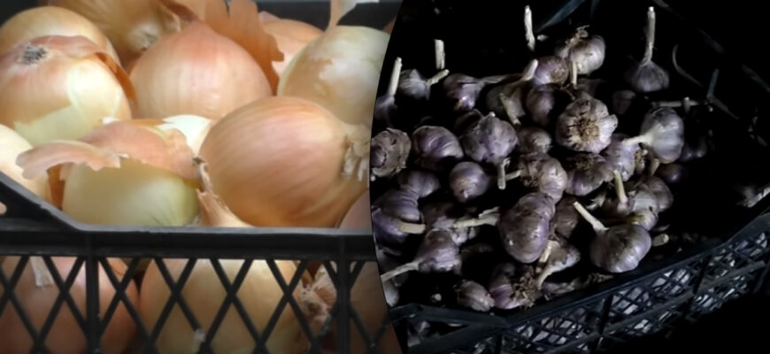 Чи можна зберігати разом цибулю і часник: поради та рекомендації