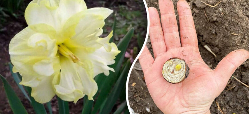 Як правильно садити нарциси: покрокова інструкція для садівників