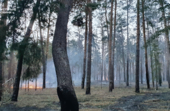 Найбільші лісові масиви Росії: які регіони займають перші місця?