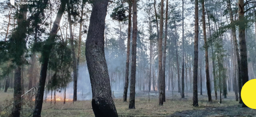 Найбільші лісові масиви Росії: які регіони займають перші місця?