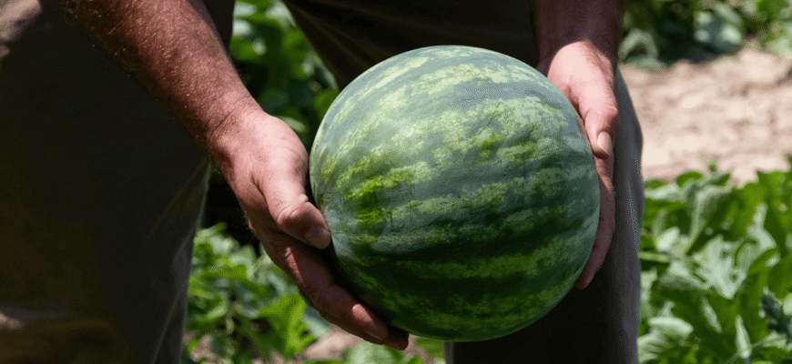 Коли найкраще сіяти кавуни: вибір ідеального місяця для посадки