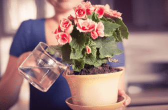 Як часто поливати бегонію в горщику: поради для здорових рослин