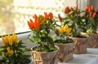 Чи можна їсти декоративний перець: міфи та реальність для вашого здоров’я