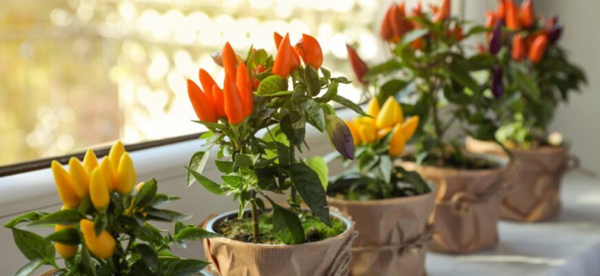 Чи можна їсти декоративний перець: міфи та реальність для вашого здоров’я