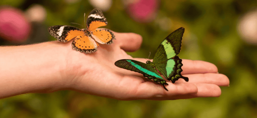 Що відбудеться, якщо метелики припинять запилювати рослини?