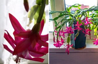 Як полити декабрист для яскравого цвітіння: дієві поради квітникарям