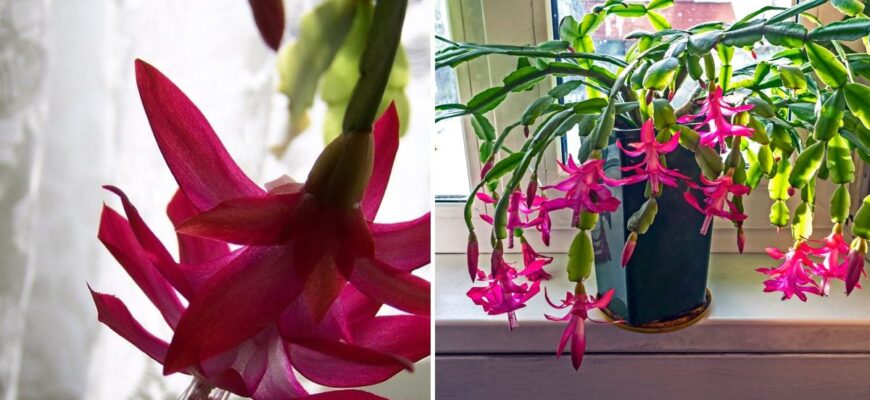 Як полити декабрист для яскравого цвітіння: дієві поради квітникарям