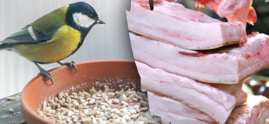 Чи безпечно годувати синиць солоним салом: важливі поради та ризики