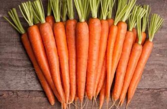 Кому не можна їсти моркву: застереження для здоров’я та безпеки