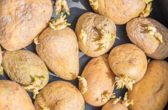 Чи безпечно споживати картоплю з дірками: поради та рекомендації