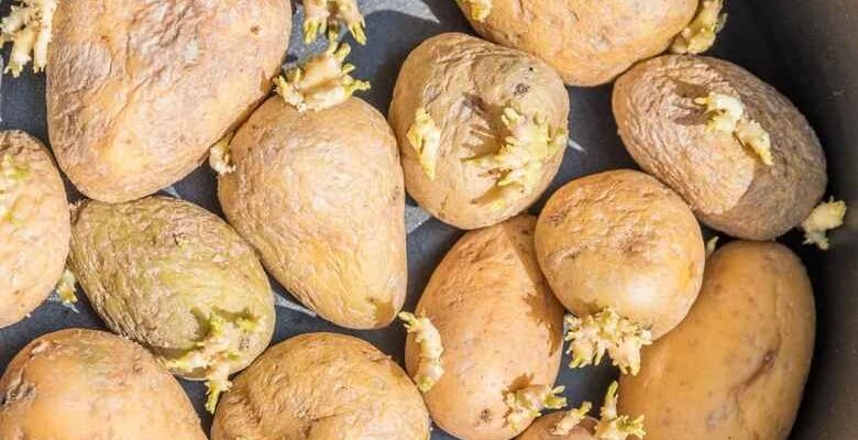 Чи безпечно споживати картоплю з дірками: поради та рекомендації