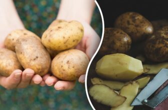 Чи варто варити торішню картоплю: користь, ризики та поради з приготування