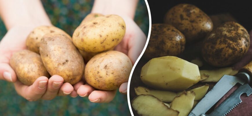 Чи варто варити торішню картоплю: користь, ризики та поради з приготування