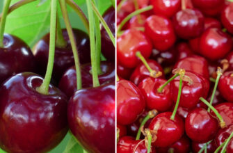 Чи потрібно формувати черешню: ключові поради для садівників