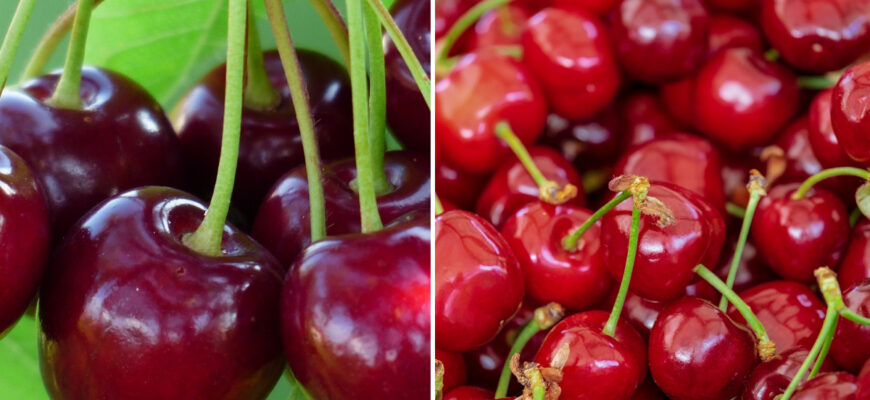 Чи потрібно формувати черешню: ключові поради для садівників