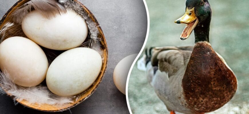 Чи можна їсти качині яйця: користь, ризики та поради споживачам