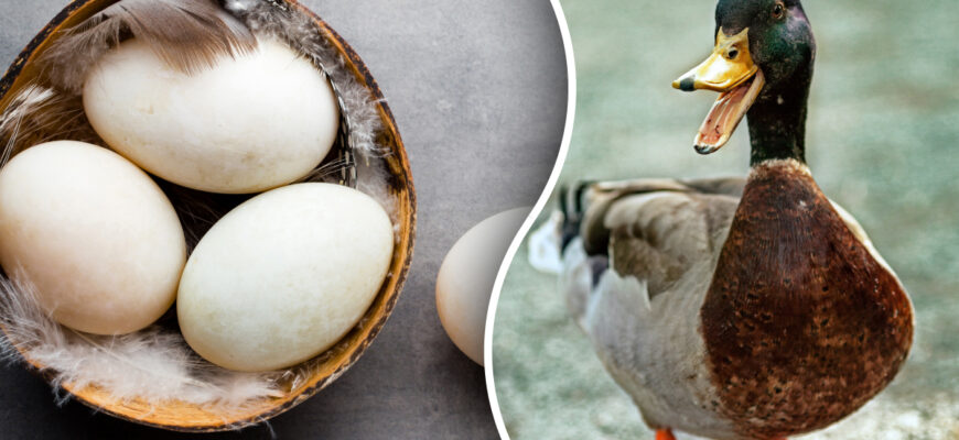 Чи безпечно вживати в їжу яйця диких птахів: поради та рекомендації