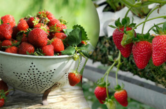 Оптимальні сусіди для полуниці: що садити на одній грядці?