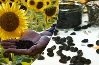 Шкірка від насіння: приховані загрози та можливий вплив на здоров’я