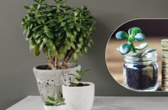 Оптимальний догляд за грошовим деревом: використання бурштинової кислоти