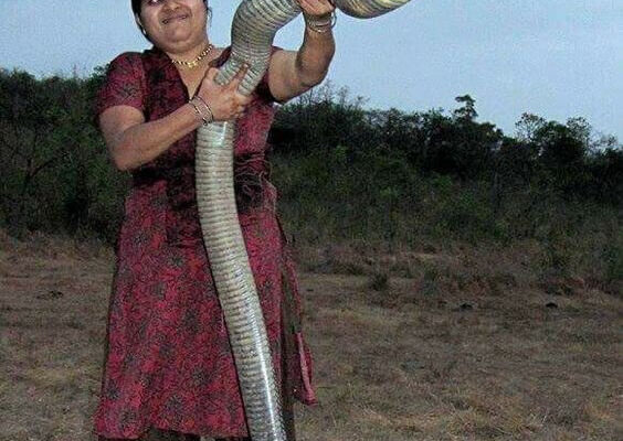 Кого їсть кобра: що входить до раціону небезпечного хижака