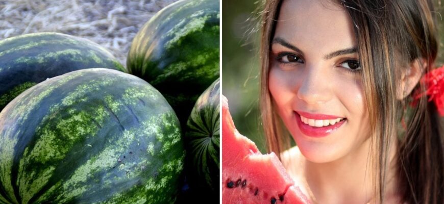 Рекомендована відстань для посадки кавунів і динь у відкритому ґрунті