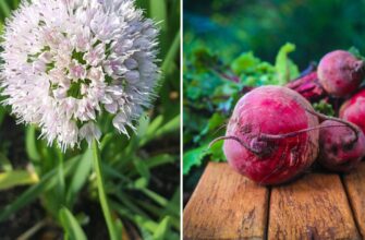Чи можна садити буряк наприкінці липня: практичні поради та рекомендації