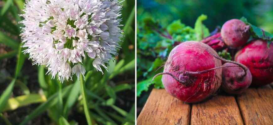 Чи можна садити буряк наприкінці липня: практичні поради та рекомендації