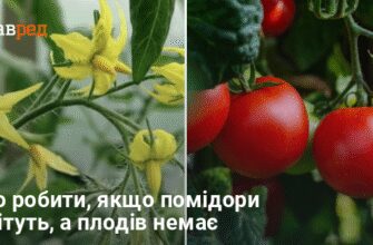 Чи існують зав’язі у томатів: все про формування плодів помідорів