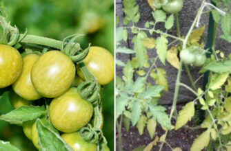 Як підживити томати, якщо листя жовтіє: ефективні засоби та поради