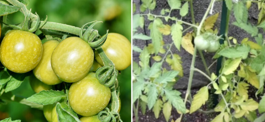 Як підживити томати, якщо листя жовтіє: ефективні засоби та поради